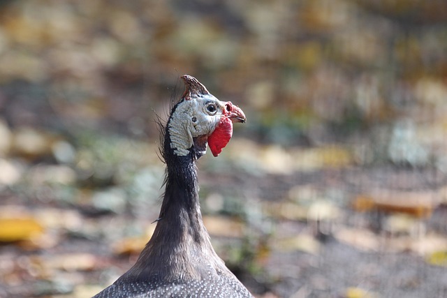 西蒙尼：虽然我说了不算，但想象过在国米度过一段教练生涯